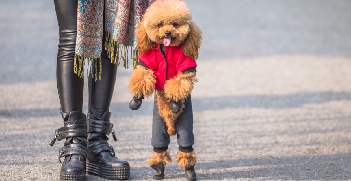 Protect Your Pup’s Feet from Snow and Ice with Dog Boots